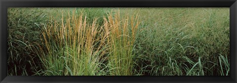 Framed Close-up of Feather Reed Grass (Calamagrostis x acutiflora) Print