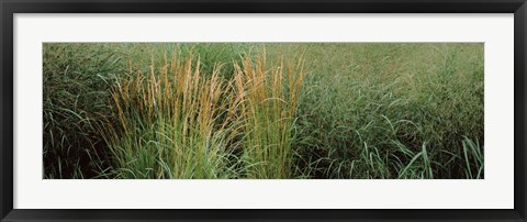 Framed Close-up of Feather Reed Grass (Calamagrostis x acutiflora) Print