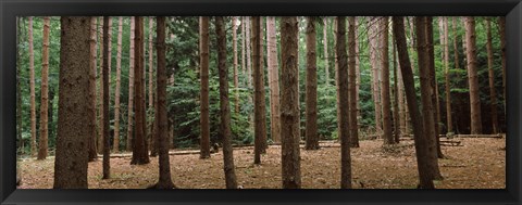 Framed Trees in a forest, New York City, New York State, USA Print