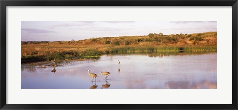 Framed Sandhill cranes (Grus canadensis) in a pond at a celery field, Sarasota, Sarasota County, Florida Print