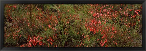 Framed Flowers on coral plants (Russelia equisetiformis), Longboat Key, Manatee County, Florida Print