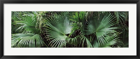 Framed Close-up of palm leaves, Joan M. Durante Park, Longboat Key, Florida, USA Print