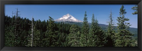 Framed Trees in a forest with mountain in the background, Mt Hood National Forest, Hood River County, Oregon, USA Print