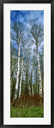 Framed Birch trees in a forest, US Glacier National Park, Montana, USA Print