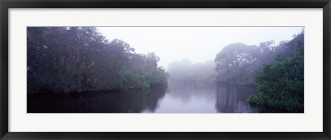 Framed Early morning fog on a creek, South Creek, Oscar Scherer State Park, Osprey, Sarasota County, Florida, USA Print