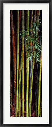 Framed Close-up of bamboos, Kanapaha Botanical Gardens, Gainesville, Florida, USA Print