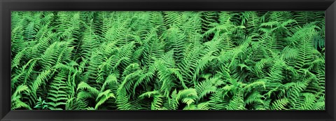 Framed Ferns in a forest, Adirondack Mountains, Old Forge, Herkimer County, New York State, USA Print