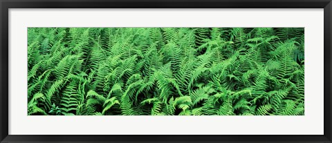 Framed Ferns in a forest, Adirondack Mountains, Old Forge, Herkimer County, New York State, USA Print