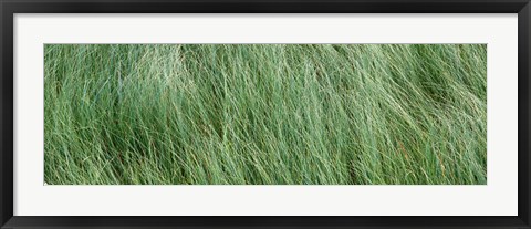 Framed Grass in the field, Adirondack Mountains, New York State, USA Print