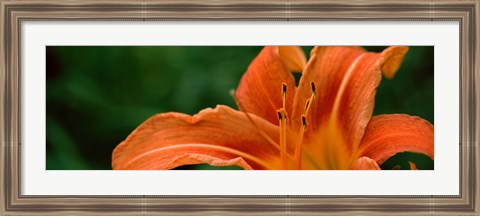 Framed Close-up of Orange Daylily (Hemerocallis fulva) Print