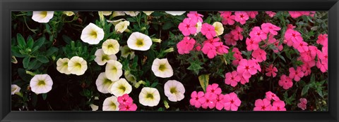 Framed Close-up of pink and white flowers Print
