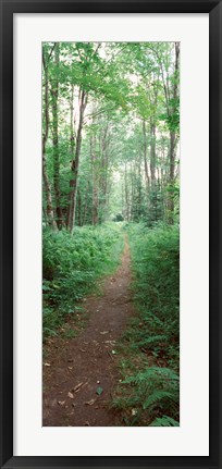 Framed Trail passing through a forest, Adirondack Mountains, Old Forge, Herkimer County, New York State, USA Print