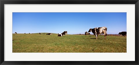 Framed Cows in a field, New York State, USA Print