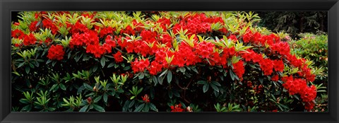 Framed Red Rhododendrons, Shore Acres State Park, Coos Bay, Oregon Print