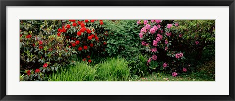 Framed Rhododendrons plants in a garden, Shore Acres State Park, Coos Bay, Oregon Print