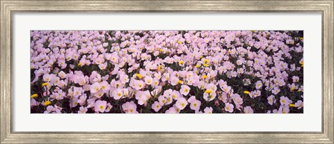 Framed Wildflowers Galveston TX USA Print