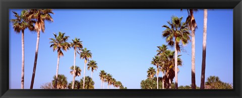 Framed Low angle view of palm trees, Fort De Soto Par, Gulf Coast, Florida, USA Print