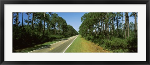 Framed Trees both sides of a road, Route 98, Apalachicola, Panhandle, Florida, USA Print