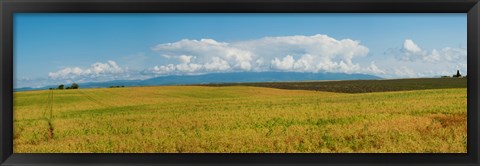 Framed Rapeseed field, Route de Manosque, Plateau de Valensole, Alpes-de-Haute-Provence, Provence-Alpes-Cote d&#39;Azur, France Print