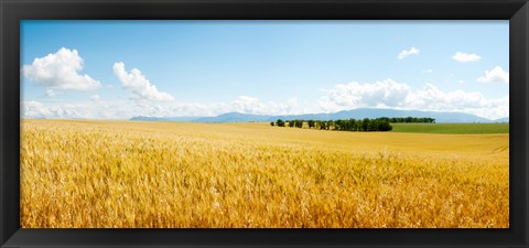 Framed Wheat field near D8, Brunet, Plateau de Valensole, Alpes-de-Haute-Provence, Provence-Alpes-Cote d&#39;Azur, France Print