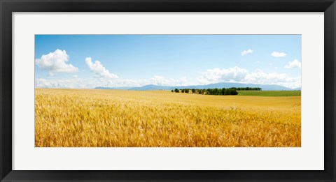 Framed Wheat field near D8, Brunet, Plateau de Valensole, Alpes-de-Haute-Provence, Provence-Alpes-Cote d&#39;Azur, France Print