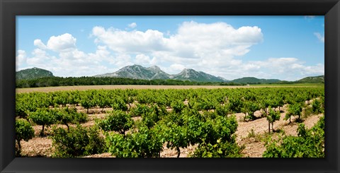 Framed Vineyard, Les Baux de Provence, Eyguieres, Bouches-du-Rhone, Provence-Alpes-Cote d&#39;Azur, France Print