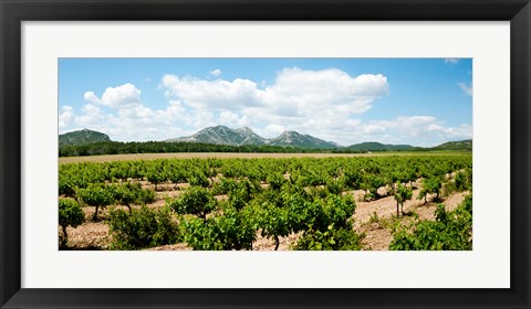 Framed Vineyard, Les Baux de Provence, Eyguieres, Bouches-du-Rhone, Provence-Alpes-Cote d&#39;Azur, France Print