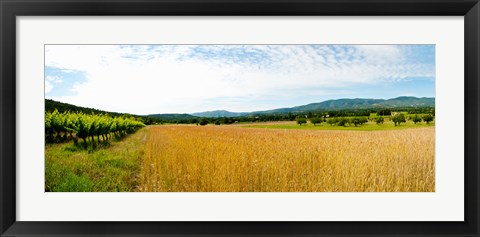 Framed Wheat field with vineyard along D135, Vaugines, Vaucluse, Provence-Alpes-Cote d&#39;Azur, France Print