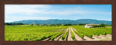 Framed Vineyard with mountain in the background, Ansouis, Vaucluse, Provence-Alpes-Cote d&#39;Azur, France Print