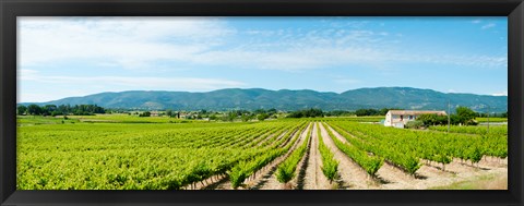 Framed Vineyard with mountain in the background, Ansouis, Vaucluse, Provence-Alpes-Cote d&#39;Azur, France Print