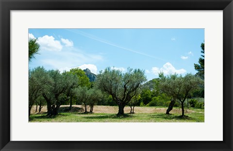 Framed Olive trees in front of the ancient Monastere Saint-Paul-De-Mausole, St.-Remy-De-Provence, Provence-Alpes-Cote d&#39;Azur, France Print