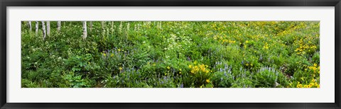 Framed AspenTrees and Wildflowers, Colorado Print