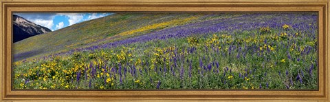 Framed Hillside with yellow sunflowers and purple larkspur, Crested Butte, Gunnison County, Colorado, USA Print