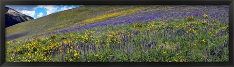 Framed Hillside with yellow sunflowers and purple larkspur, Crested Butte, Gunnison County, Colorado, USA Print