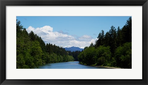 Framed River flowing through a forest, Queets Rainforest, Olympic National Park, Washington State, USA Print