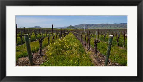 Framed Mustard plants growing in a vineyard, Edna Valley, San Luis Obispo County, California, USA Print