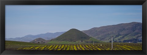 Framed Vineyard with a mountain range in the background, Edna Valley, San Luis Obispo County, California, USA Print