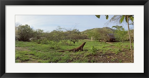 Framed Komodo Dragon (Varanus komodoensis) in a field, Rinca Island, Indonesia Print