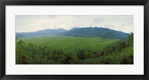 Framed Spider web rice field, Flores Island, Indonesia Print