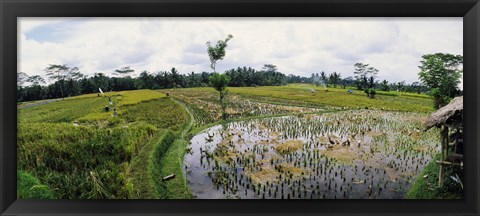 Framed Farmers working in a rice field, Bali, Indonesia Print