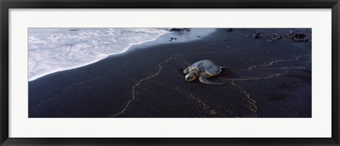 Framed Hawksbill Turtle (Eretmochelys Imbricata) on the beach, Punaluu Beach, Hawaii, USA Print