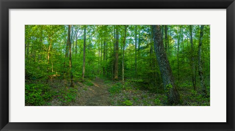 Framed Forest, Great Smoky Mountains National Park, Blount County, Tennessee, USA Print