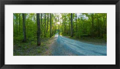 Framed Dirt road passing through a forest, Great Smoky Mountains National Park, Blount County, Tennessee, USA Print