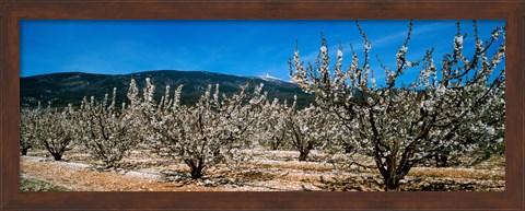Framed Cherry blossom, Mont Ventoux, Provence-Alpes-Cote d&#39;Azur, France Print