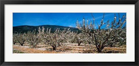 Framed Cherry blossom, Mont Ventoux, Provence-Alpes-Cote d&#39;Azur, France Print