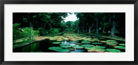 Framed Lily pads floating on water, Pamplemousses Gardens, Mauritius Island, Mauritius Print