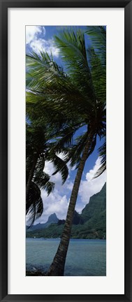 Framed Palm tree on Cook&#39;s Bay with Mt Mouaroa in the Background, Moorea, Society Islands, French Polynesia Print