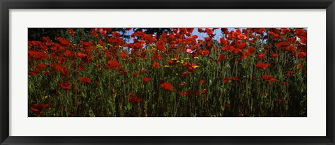 Framed Close up of  poppies in a field, Anacortes, Fidalgo Island, Washington State Print