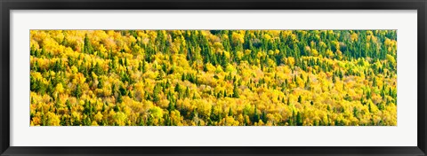 Framed Autumn Colors at Appalachian Mountains, Mount Carleton Provincial Park, Restigouche County, New Brunswick, Canada Print