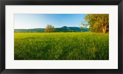 Framed Lone oak tree in a field, Cades Cove, Great Smoky Mountains National Park, Tennessee, USA Print